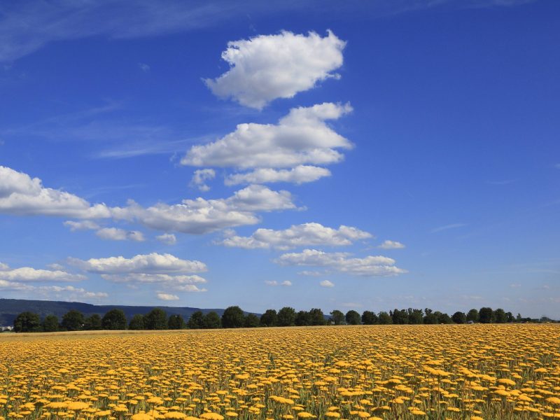 Blauer Himmel mit Blumenwiese