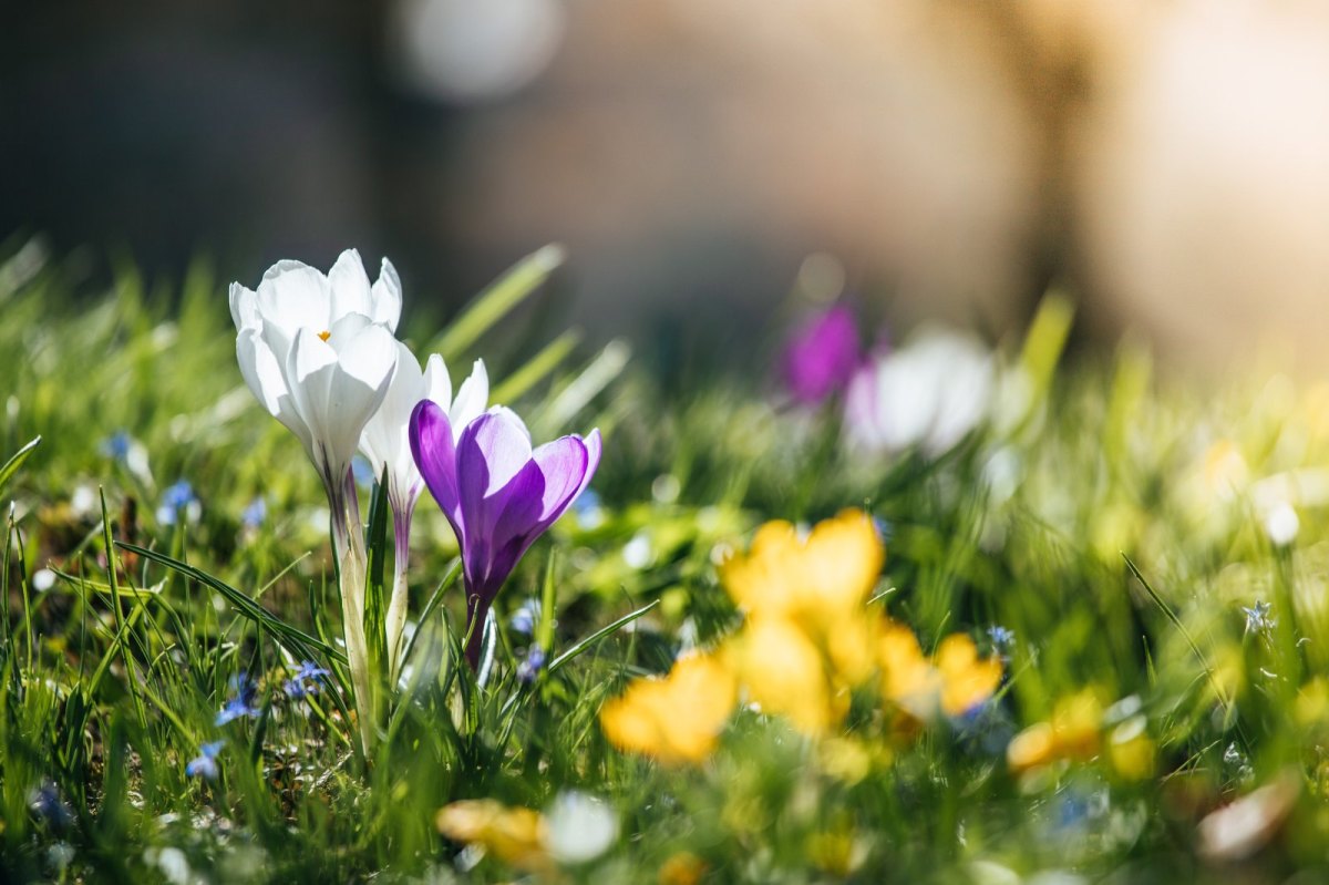 Krokusse auf einer Wiesen.