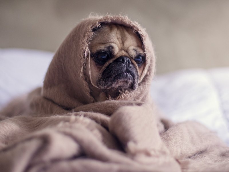 Ein Mops in eine Decke gehüllt