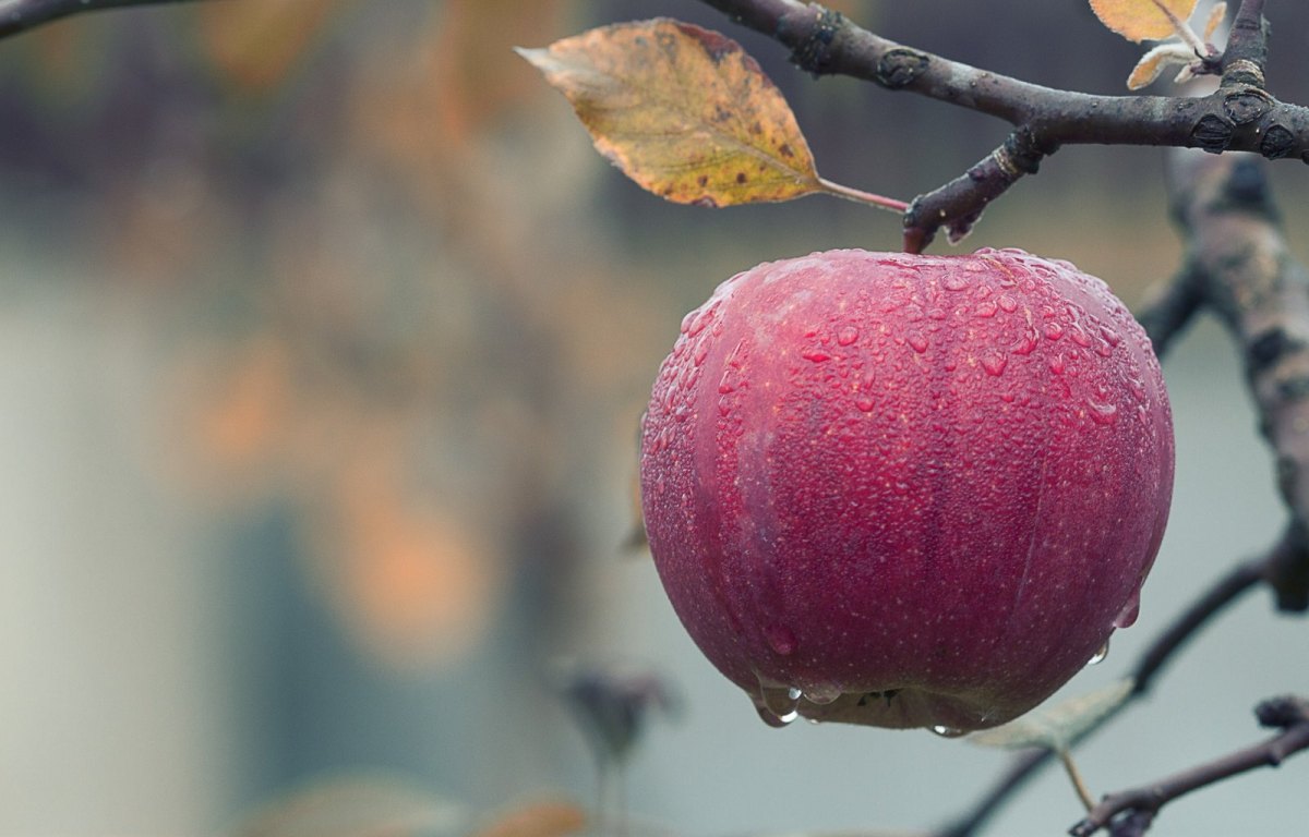 Apfel mit Tau dran hängt an einem winterlichen Ast.