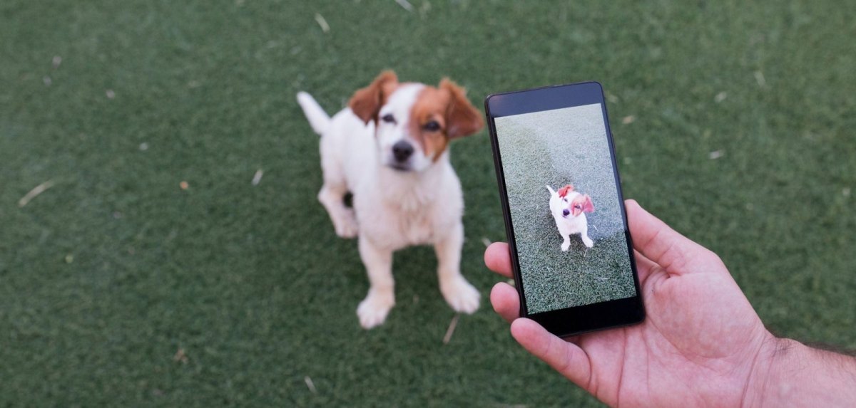 Hund auf Smartphonekamera