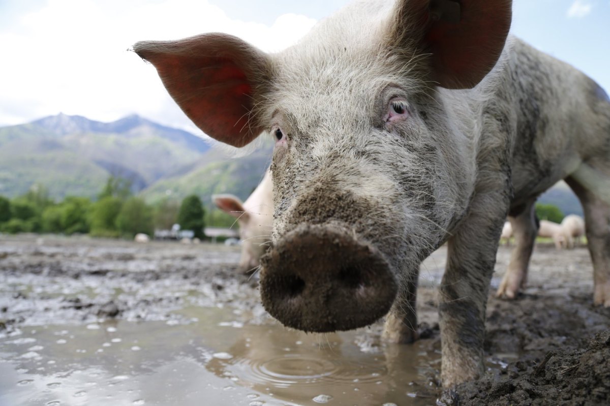 Ein Schwein im Schlamm.