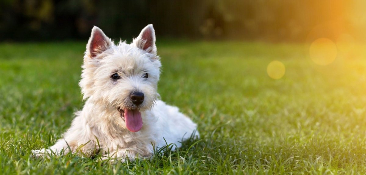 Hund auf einer Wiese