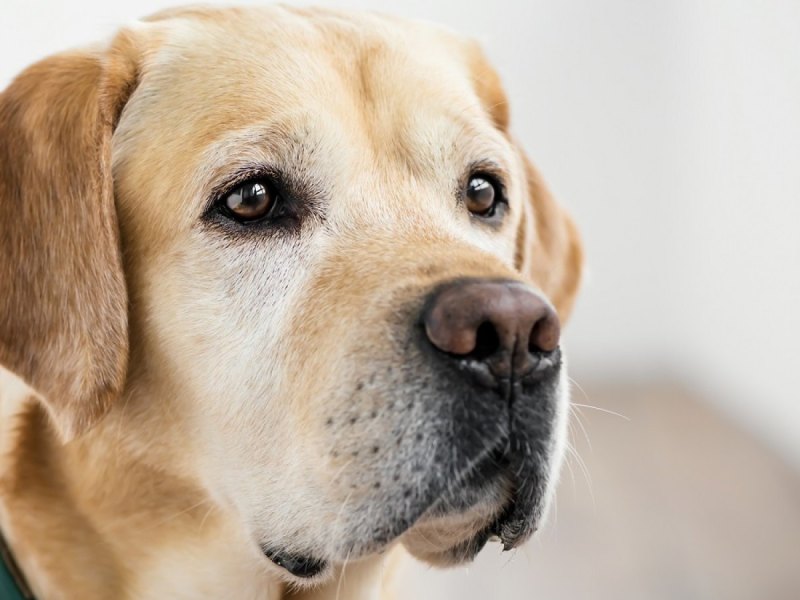 Labrador Retriever schaut ernst.