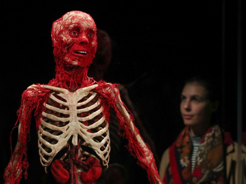 Plastinierter Mensch aus der Ausstellung Körperwelten