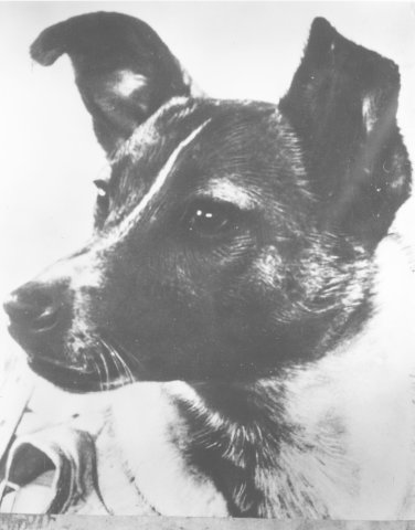 Hündin Laika flog vor 60 Jahren ins All und kehrte nicht lebend zurück.