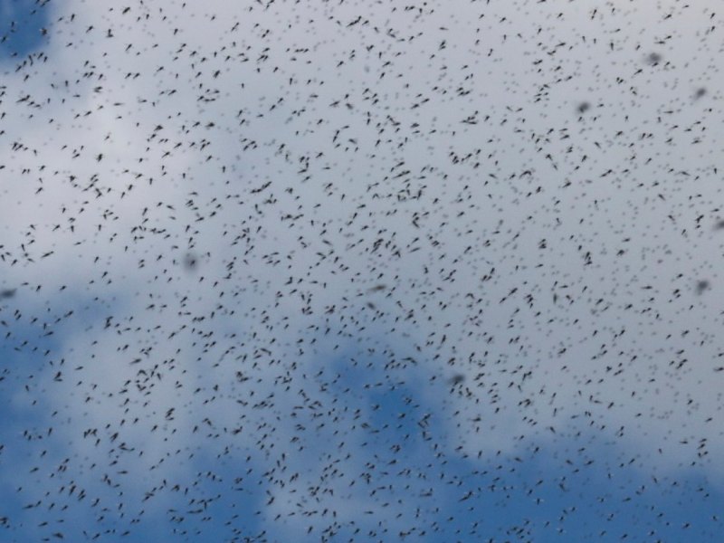 Tausende Mücken am Himmel.