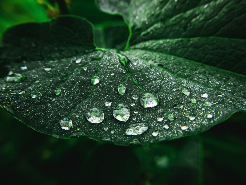 Wassertropfen auf einem Blatt.