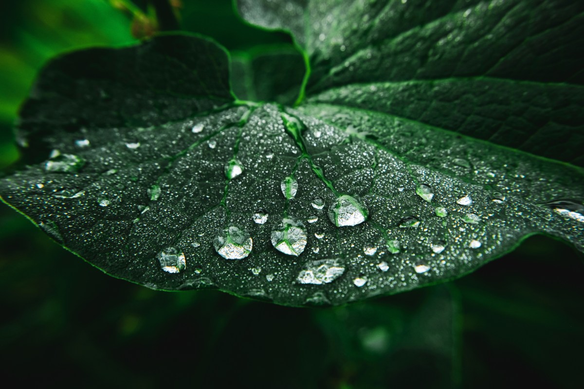 Wassertropfen auf einem Blatt.