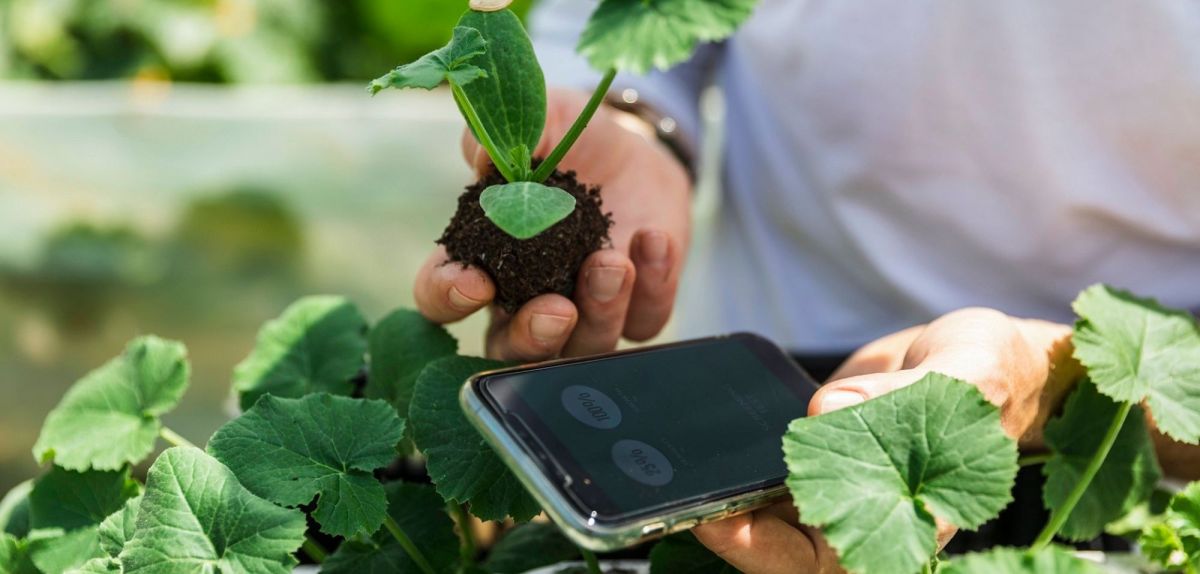 Smartphone im Garten