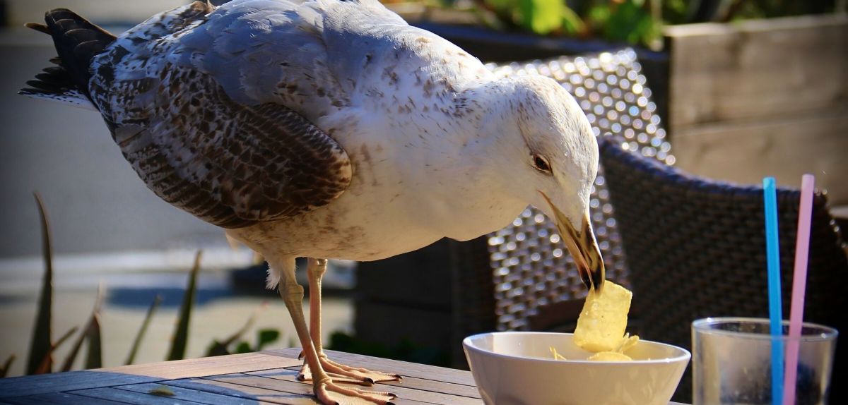 Eine Möwe stibitzt Essen aus einer Schüssel.