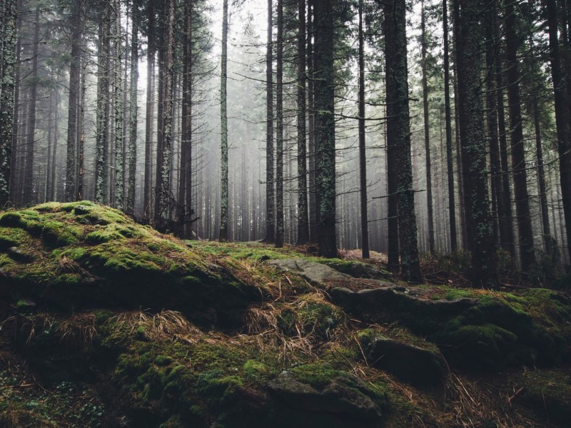 Wald mit Felsen