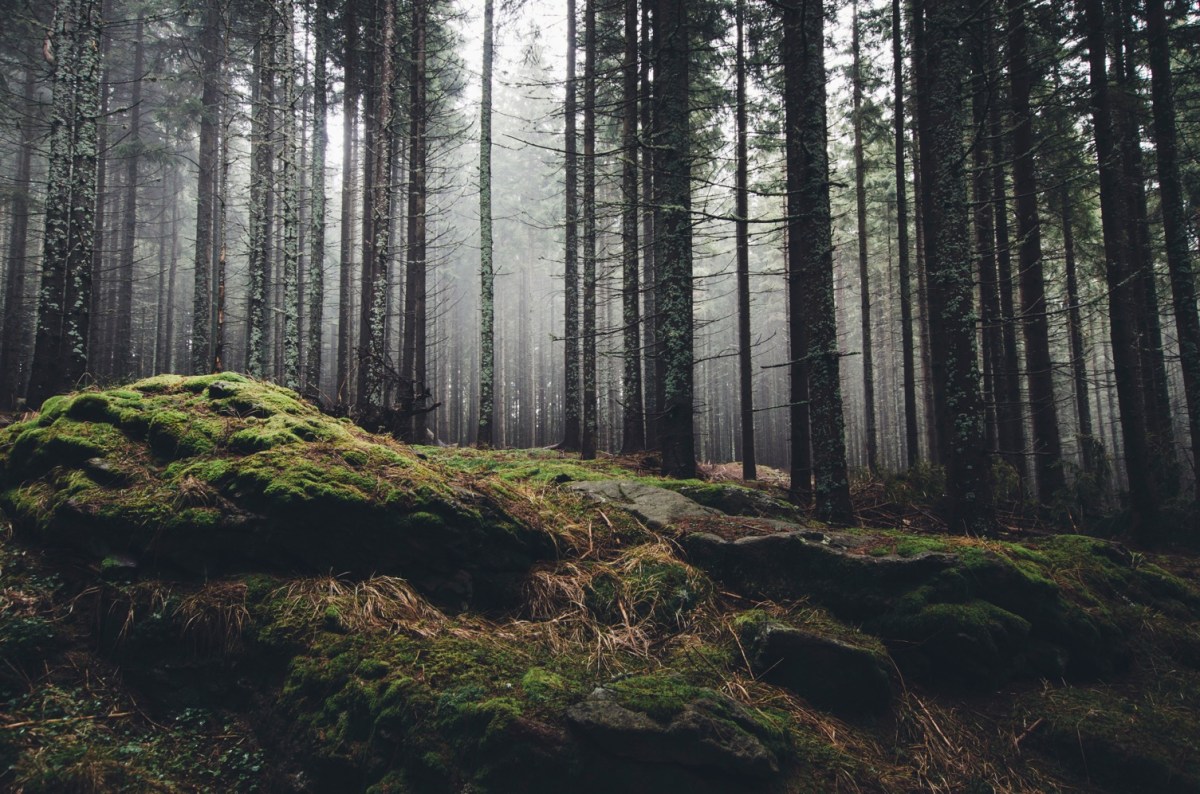 Wald mit Felsen