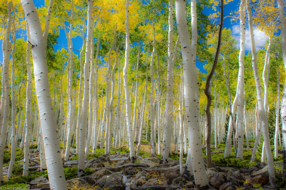 Pando, das größte Lebewesen der Welt