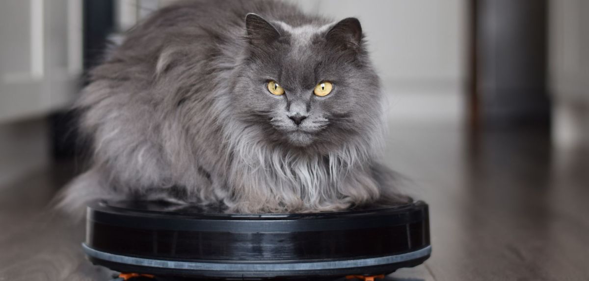 Graue Katze sitzt auf Saugroboter für Tierhaare.