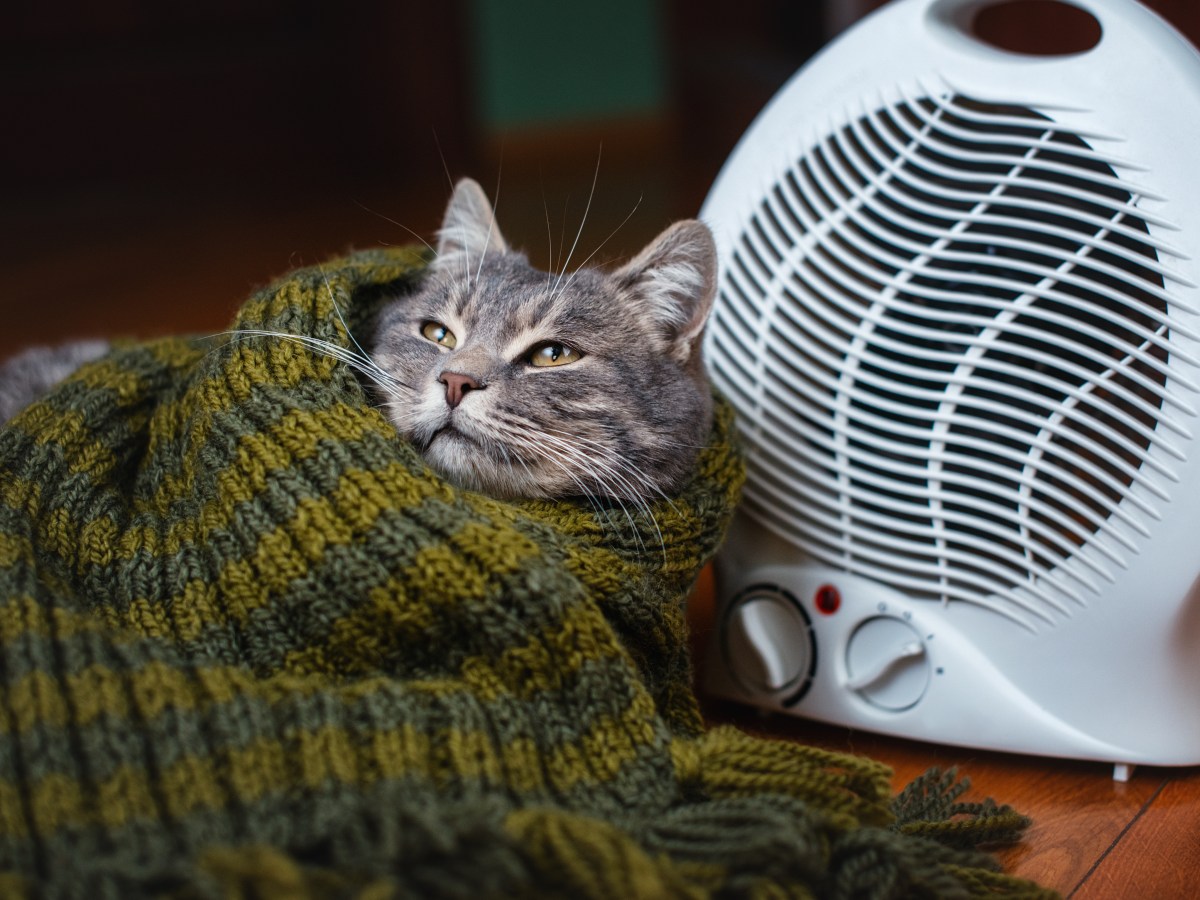 Katze mit Schal vor einem HeizlÃ¼fter