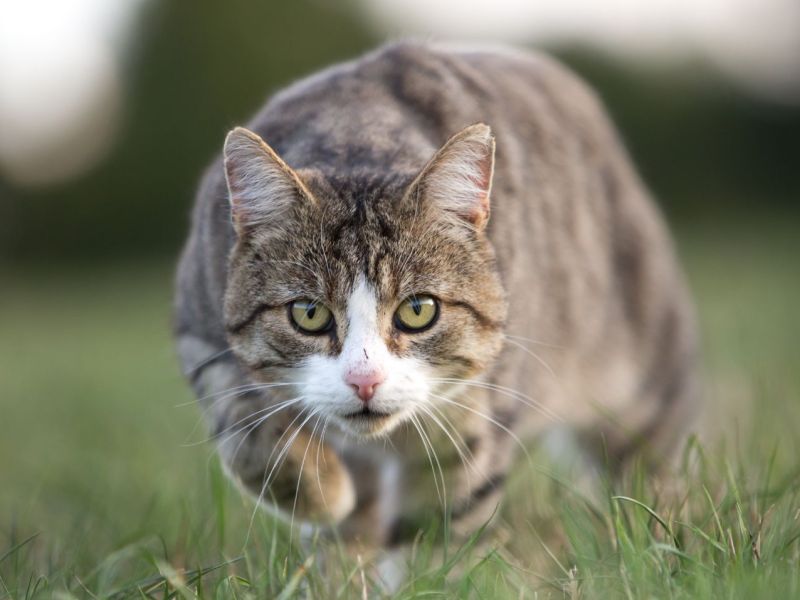 Eine Katze auf der Pirsch.