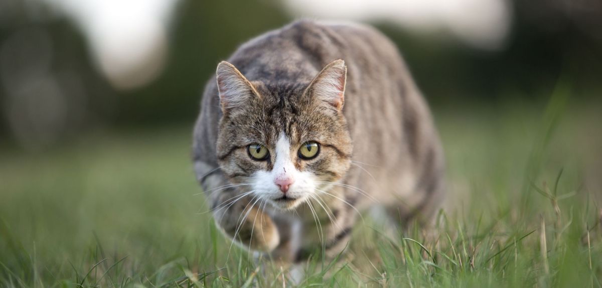 Eine Katze auf der Pirsch.