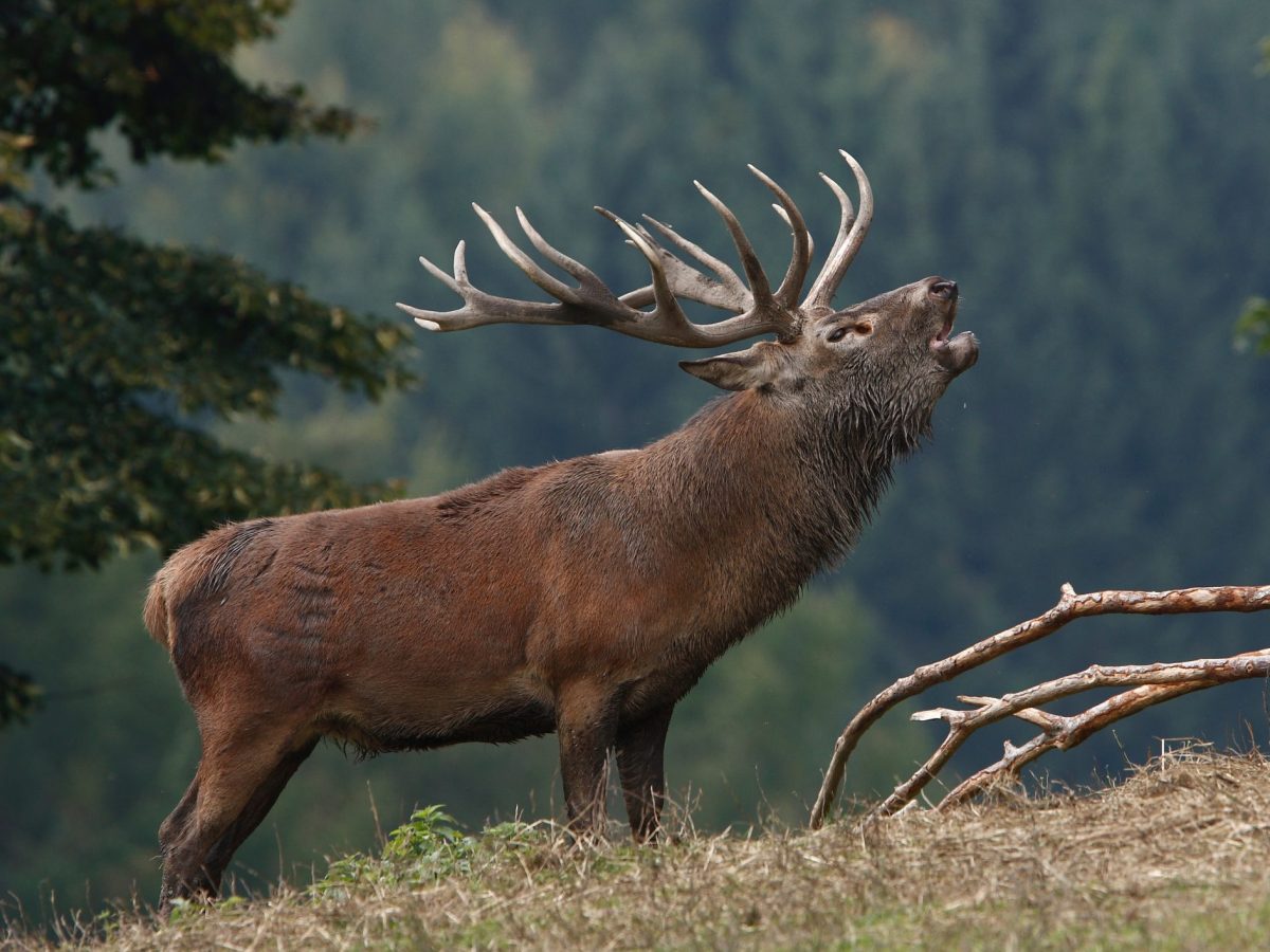 Ein Hirsch röhrt im Wald.