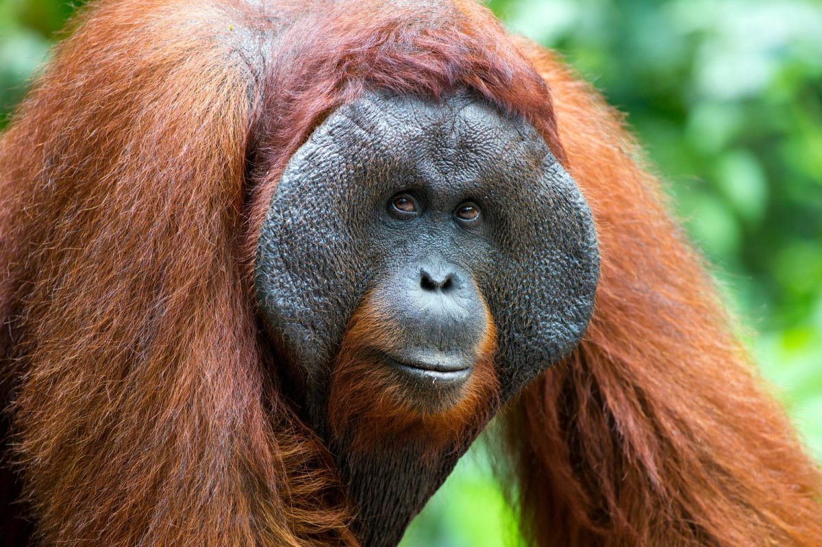 Nahaufnahme auf einen Orang-Utan.