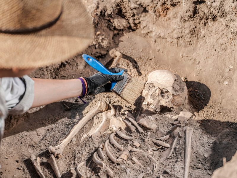 Eine Person entfernt Staub von einem Totenschädel während einer archäologischen Ausgrabung.