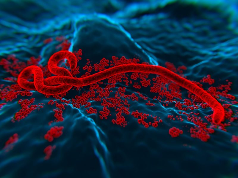 Illustration eines Ebola-Erregers