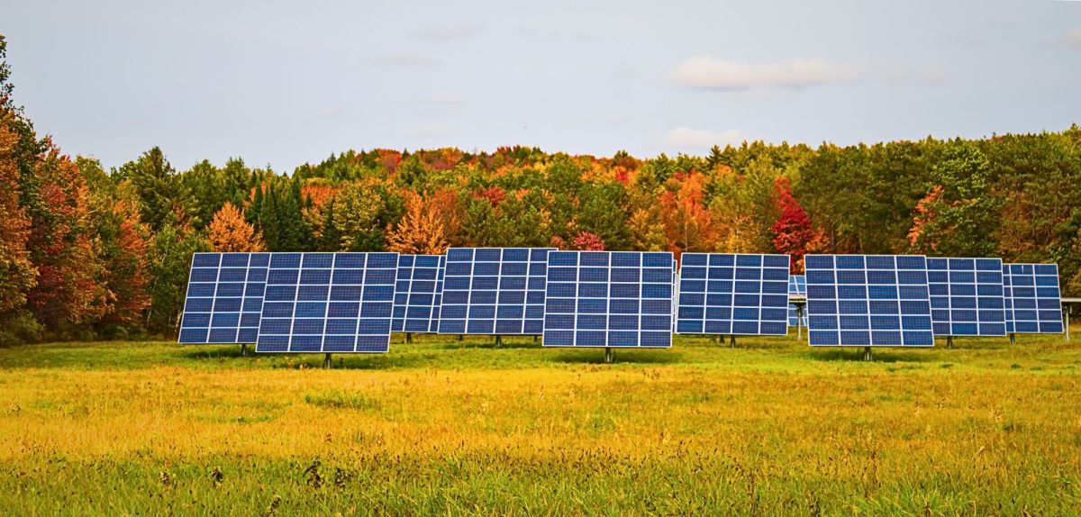 Photovoltaik-Anlage mit Wald im Hintergrund