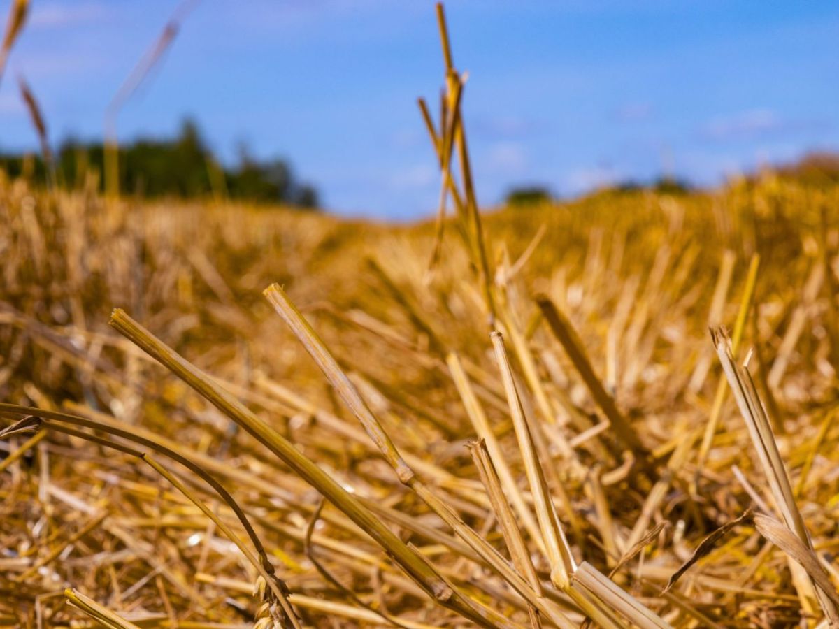 Goldene Stoppelfelder nach der Ernte an einem sonnigen Tag