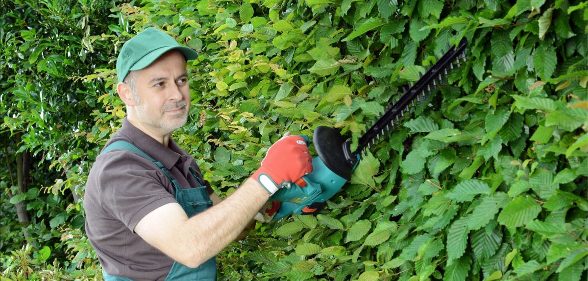 Mann schneidet eine Hecke mit einer Akku-Heckenschere.